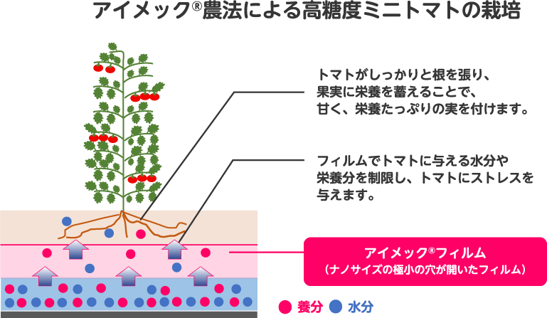 アイメック®農法による高糖度ミニトマトの栽培 説明図